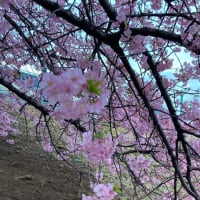 １本だけの河津桜　
