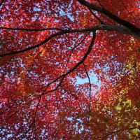 美しい紅葉を求めて 奈良 明日香村を散策