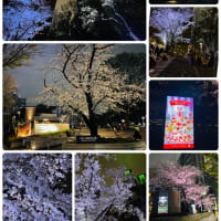 都庁プロジェクトマッピング→新宿中央公園→ 🌸常圓寺のしだれ桜　4/6