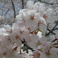桜、満開でした！