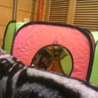 ミーとチビの新しい遊び場