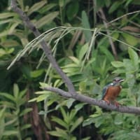 於大公園 ： 野鳥 ・ 翡翠 ・ カワセミ・・・フリー素材ブログ　カワセミ