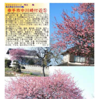 花巡り「梅－354」　幸手市中川崎付近⑤