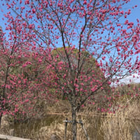 カワヅザクラ