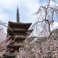 2024　醍醐の桜　伽藍＆五重の塔