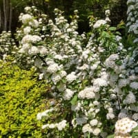 コデマリ：白い多数の花を咲かせて