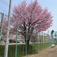 桜🌸と鯉のぼり🎏✌️