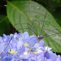 ネムの花（はてなブログ）