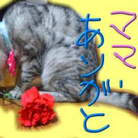 ★新宿ねこカフェ★