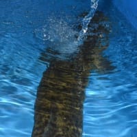 打たせ湯ならぬ打たせ水