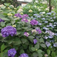 紫陽花満開