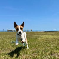 マーレ、満１歳になりました！