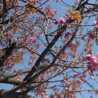ソメイヨシノの次は八重桜！