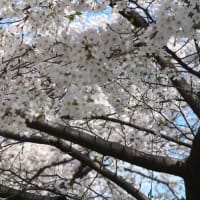 相模原市桜祭り