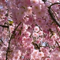 ●奥卯辰山健民公園　子ども広場　満開の桜　孫