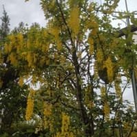満開の花々と近所のお家の花