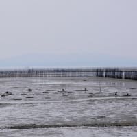 玉名市大浜海岸のマジャク釣り・・・2025年6月