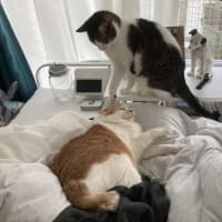 本日の猫たち#231