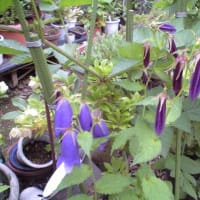 「青花ホタルブクロ」が咲きました