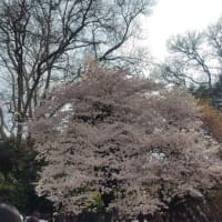 春ですね～