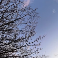 ♪ 夕暮れ散歩 ♪