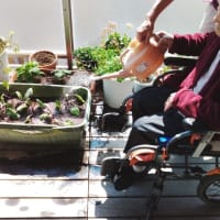 家庭菜園