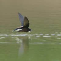 ハリオアマツバメさんに逢えた！　Ⅳ