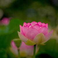早咲きのハスの花咲く唐比ハス園　2025/6/22