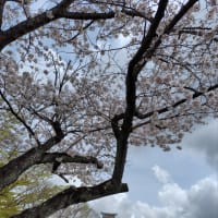 週明け月曜日、桜チラチラ