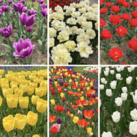 桜の次はチューリップ