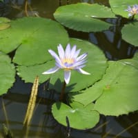 石垣島を転出して半年／神代植物公園