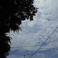 梅雨の晴れ間になるのかな～？ (-＿-)ｳｰﾑ　木の靴ベラを買ってきた＾＾