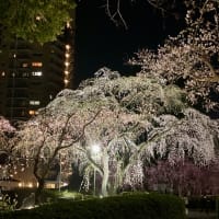 榴ヶ岡公園で、夜桜見物。
