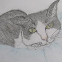 ハチワレ(=^・^=)　ソラ
