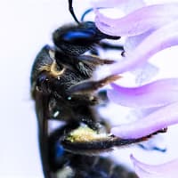 ネジバナの花で吸蜜するミツバチ、そして受粉後