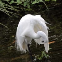 久々のコサギ