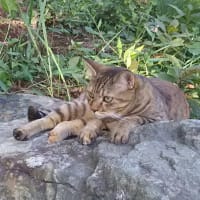 モモはいつも一緒