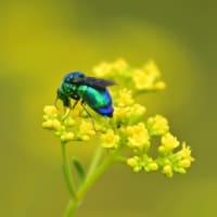 幸福を呼ぶ蜂達