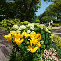 バラのある風景と野外コンサート