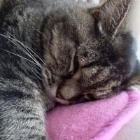 短く見える