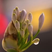 雨の日の写真散歩（アガバンサスの花）
