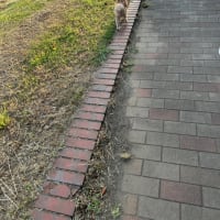 ちゅ～るがメイン…