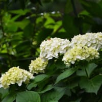 鎌倉はアジサイの季節