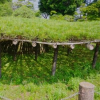 栃木県真岡市、亀山１丁目「太子の笠松」（県指定・とちぎの名木）です！！