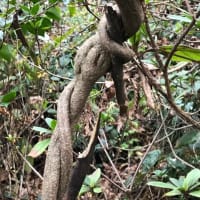 植物の力
