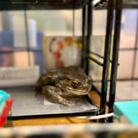 コーロハッピーと八日ぶりのご飯