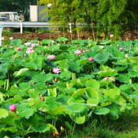今朝早く、今川の花池に蓮の花の開花を見に行って来ました、通勤ラッシュに出会い、思う様に進まず、イライラ爺は、現地到着までに体力消耗為て、思う様に蓮の花と向き合え無かった。