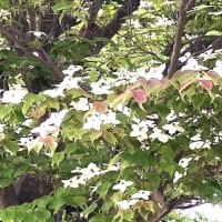 ヤマボウシ(山法師)とハナミズキ(花水木)
