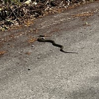 日本最強の毒ヘビ