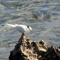 07/05旅日記-2：宮古島への旅2日目－④（東平安名崎で出会った鳥たち：ベニアジサシ、エリグロアジサシ、ほか）